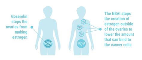 How KISQALI® (ribociclib) Works