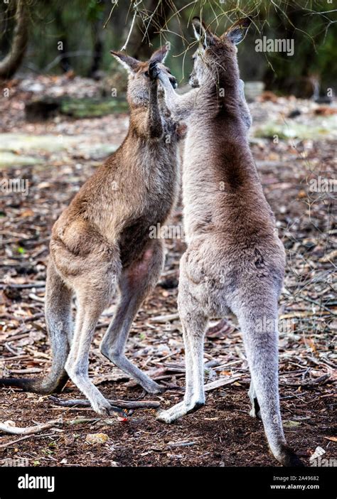 Kangaroos fighting hi-res stock photography and images - Alamy