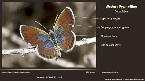 Western Pygmy-Blue - Alabama Butterfly Atlas