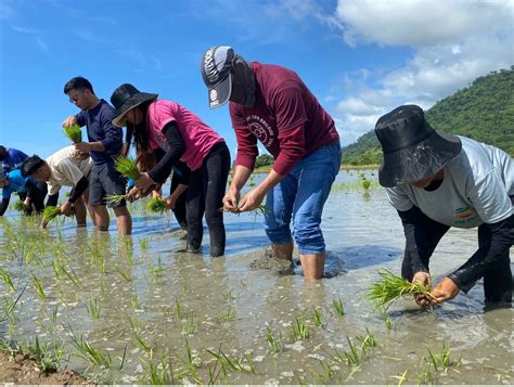 Planting Rice is Never Fun— Nickel Asia Corporation