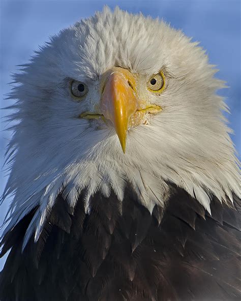 Eagle Protrait From Front Photograph by Sasse Photo