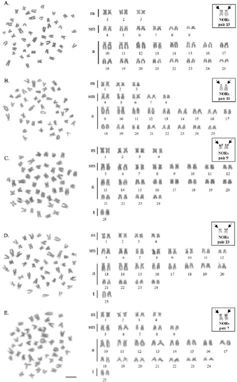 Metaphase chromosome plates and karyotypes of the Devario regina (A ...