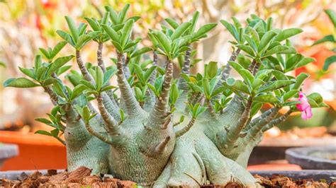 #1 Best Desert Rose Bonsai Care - The Ultimate Guide