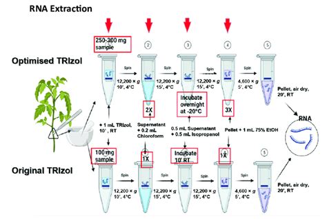 Workflow of RNA extraction using TRIzol reagent: Original protocol ...