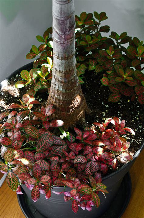 Fittonia (Nerve plant) as your house plant