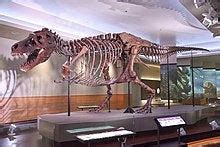 TIL I learned Sue, the most complete T. Rex skeleton, was discovered by ...