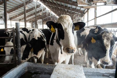 The best way to help dairy farmers is to get them out of dairy farming - The Washington Post