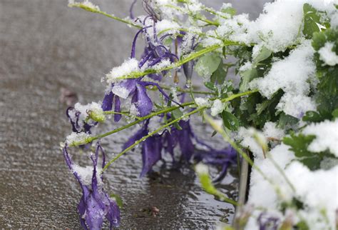 Late spring Colorado snowstorm knocks out power for 210,000 | AP News