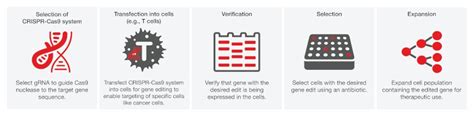 Transfection Applications | Thermo Fisher Scientific - US