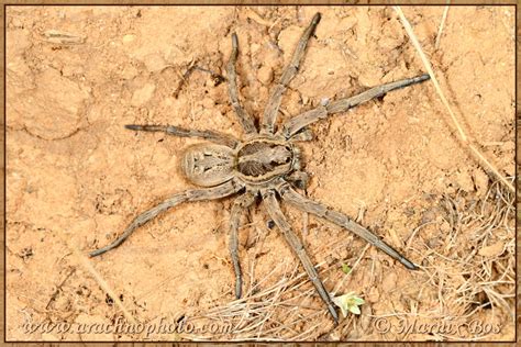 Lycosa tarantula (Linnaeus, 1758) – ArachnoPhoto