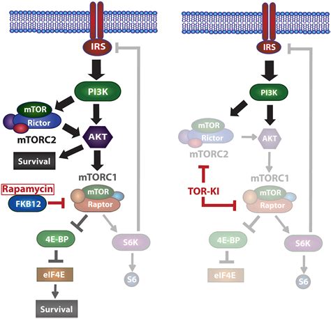 Targeting mTOR for the treatment of B cell malignancies - Lee - 2016 - British Journal of ...