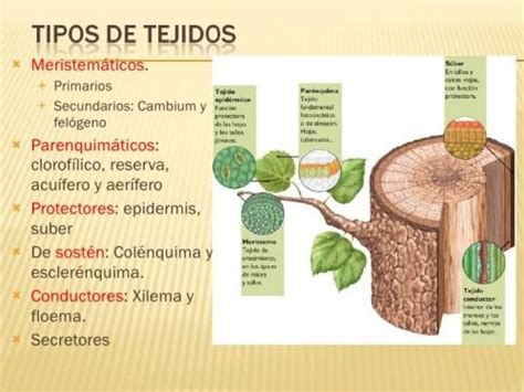 Tipos de TEJIDOS VEGETALES, Características y Funciones