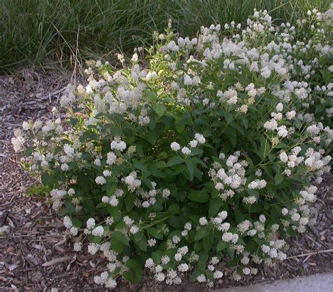 New Jersey Tea (Ceanothus americanus) - Great Plains Nursery