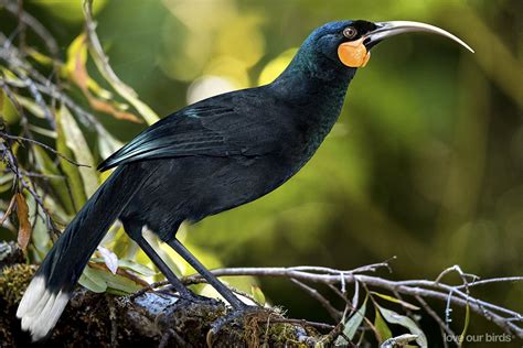 Huia (Heteralocha acutirostris, Gould, 1837) - extinct wattlebird in New Zesland, artist image ...