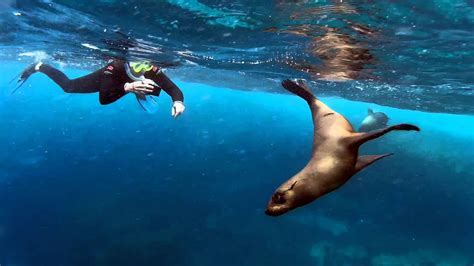 Top Tips for Swimming with Seals - Little Group Hotels - Online Hotel ...