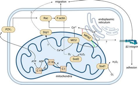 Frontiers | Roles of mitochondria in neutrophils