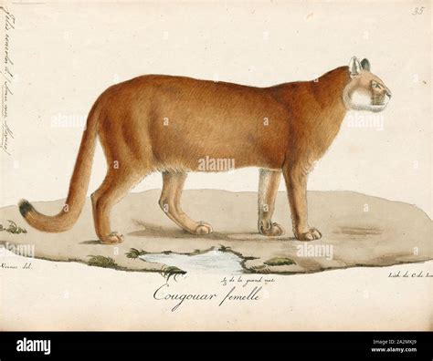 Subfamily felinae hi-res stock photography and images - Alamy