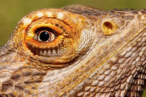 Bearded Dragons with Sunken Eyes (Causes & Treatments)