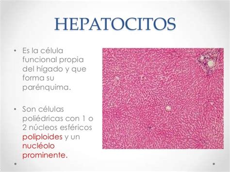 Hepatocitos 1