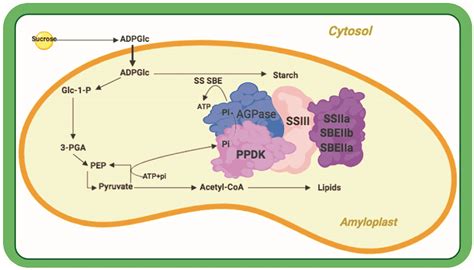 Agronomy | Free Full-Text | The Structure, Function, and Regulation of Starch Synthesis Enzymes ...