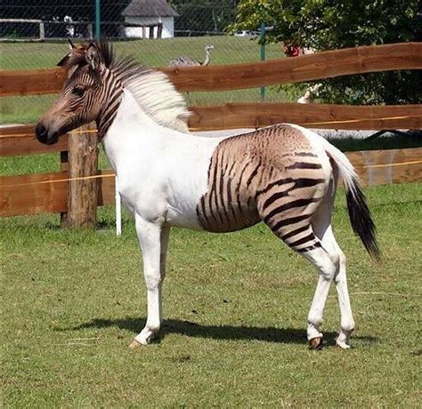 This particular Zebra-Horse hybrid is named Eclyse and has unusual coloring, even for a Zorse ...