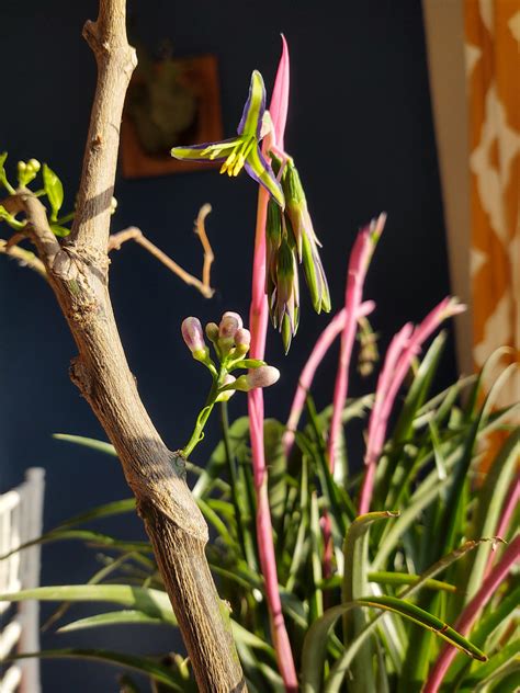 First queen's tears flower opened this morning! : r/houseplants