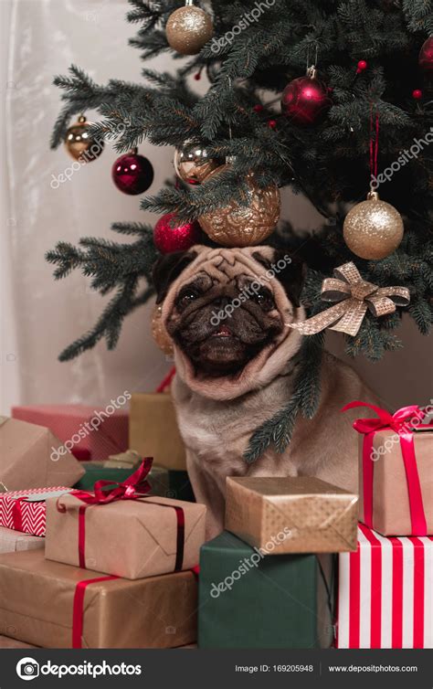 Pug sitting under christmas tree — Stock Photo © AndrewLozovyi #169205948