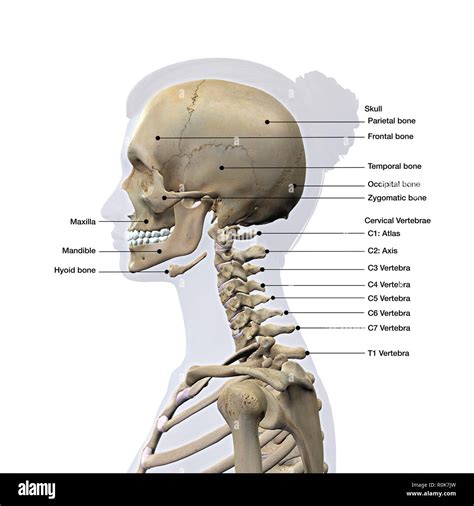 Axis And Atlas Vertebrae Labeled