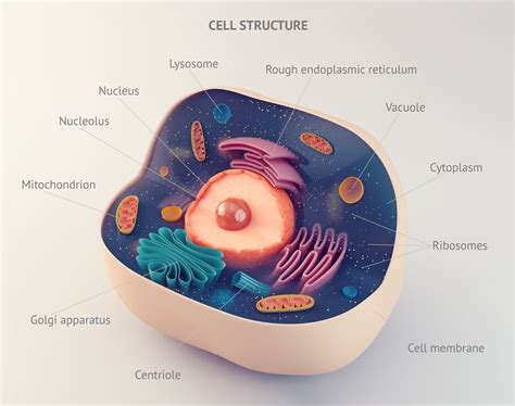 Cell organisation levels | Structure of living things | Tissue & Organs