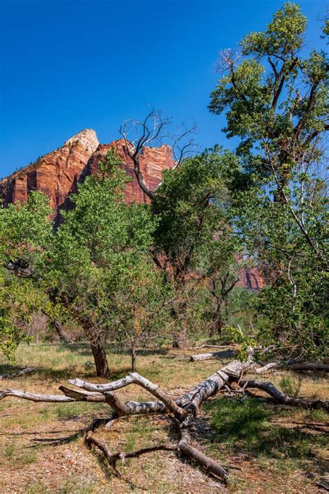 Mt. Zion in Zion National Park Stock Image - Image of national ...