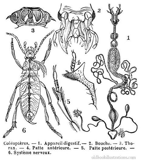 Beetles (Coleoptera) | Old Book Illustrations