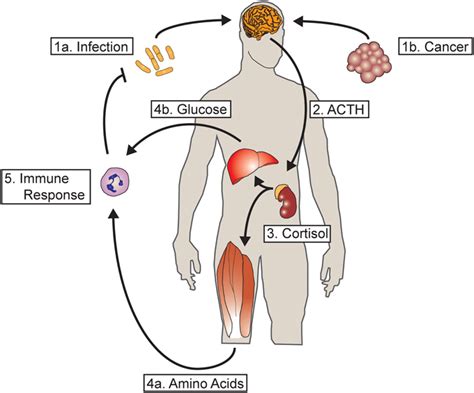 Frontiers | The regulation of muscle mass by endogenous glucocorticoids | Physiology