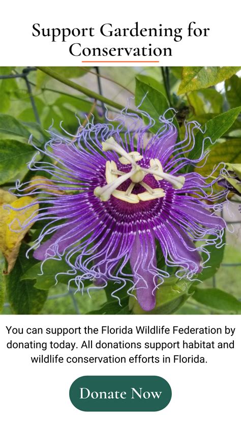 Gardening in Florida • Florida Wildlife Federation