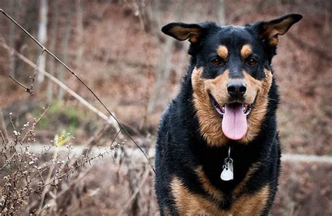 German Shepherd Rottweiler Mix – The Complete Guide - My Dog's Name