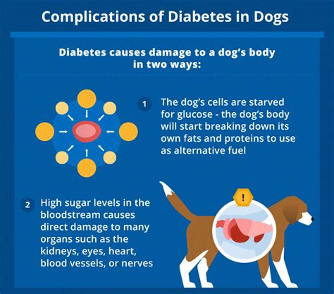 What Should A Dogs Blood Sugar Level Be