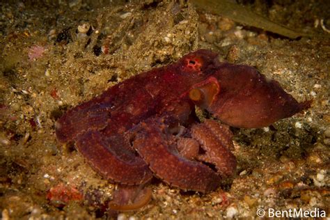 Octopus camouflage – how does it work? - NAD-Lembeh Resort