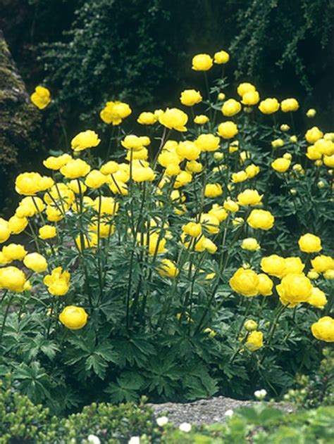 Easy-Growing Plants That Love Water | Bog plants, Pond plants, Shade plants