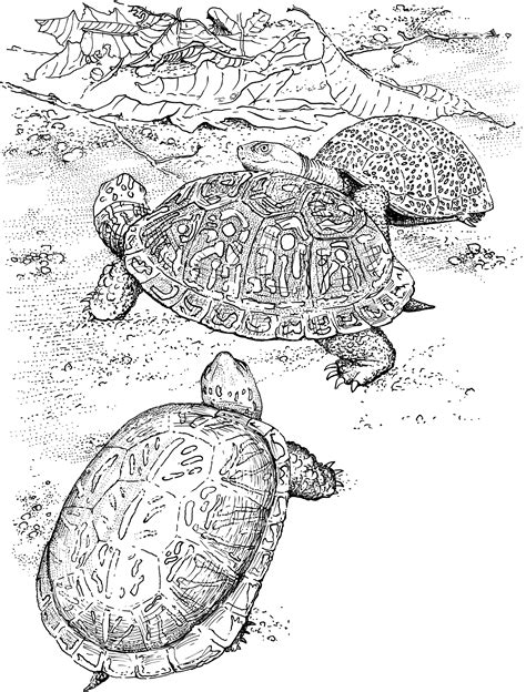 Sea Turtle Coloring Pages Free Coloring Pages