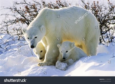 Polar Bear Her Twin Cubs Year Stock Photo 111703187 | Shutterstock