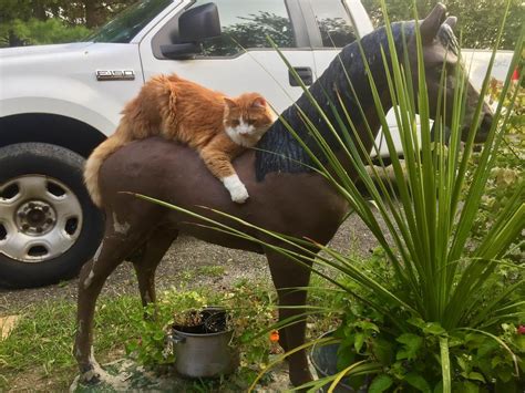 Cat riding horse !! #funny #funnyanimals #cat | Cute animal pictures ...