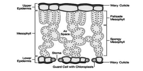 Leaf Internal Structure And Functions | Leafandtrees.org