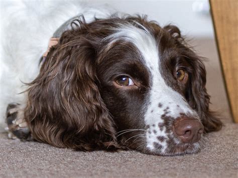 200+ Most Popular Springer Spaniel Names Of 2020 - The Dogman