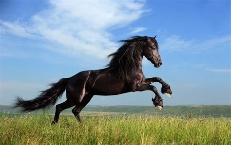 Horse Wallpapers - Top Free Horse Backgrounds - WallpaperAccess