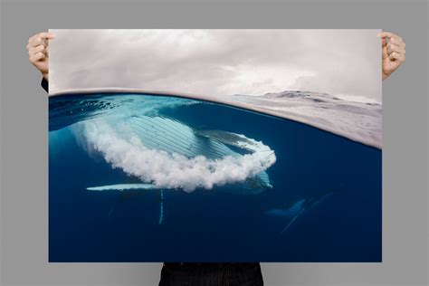 Fin Swipe | Tonga – Humpback Whale Photo - Wildlife Photography – Craig ...