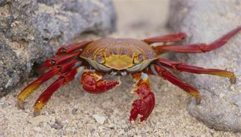 What Type of Habitat Do Crabs Live In? | Sciencing