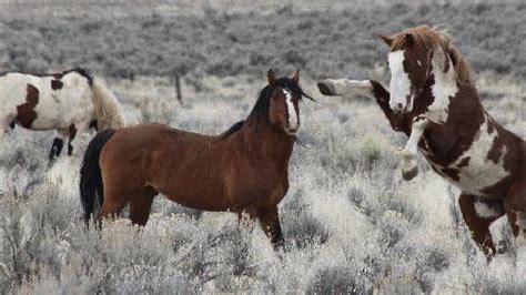 US agency's Nevada boss urges roundup of 4,000 mustangs | KRNV