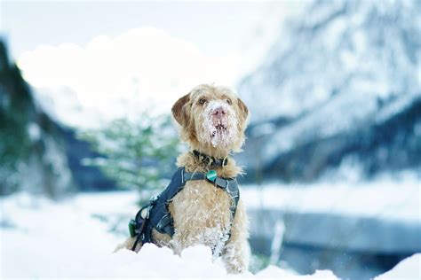 Long-coated Fawn Dog on the Snowy Field · Free Stock Photo