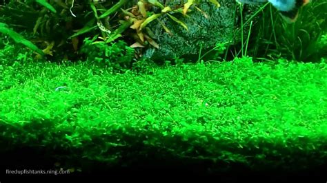 Aquascaping with Pearlweed...How to start a carpet of Pearlweed. - YouTube