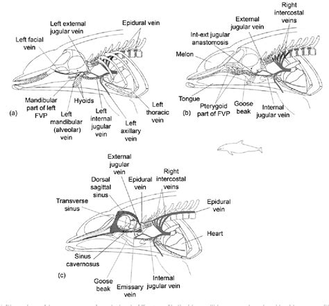 Figure 2 from Elements of beaked whale anatomy and diving physiology ...