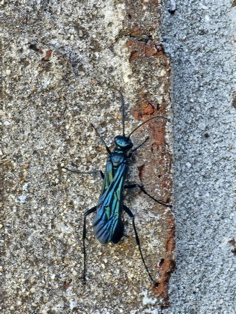 Is this an emerald wasp? : r/insects